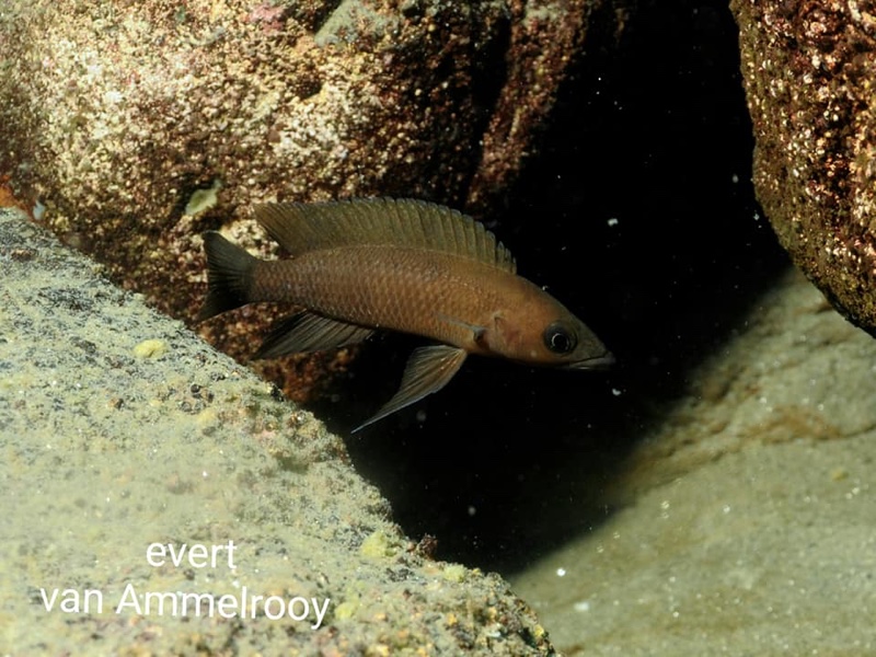 Neolamprologus longior 'Mahale Mountains NP'